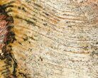 Strelley Pool Stromatolite - Billion Years Old #62749-1